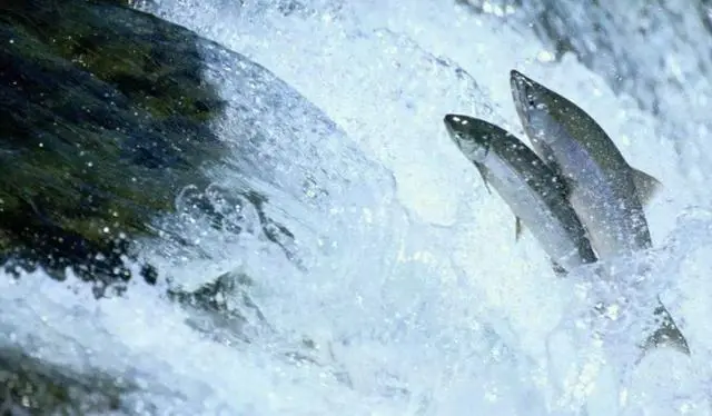 淡水鱼不能在海水中生存，那黄河流入大海后，大量的鱼去哪了？