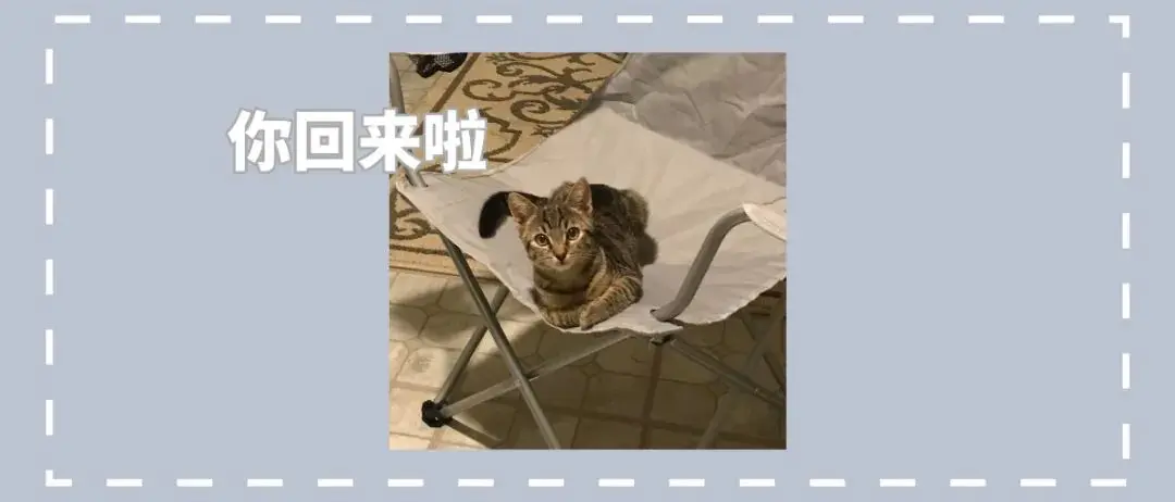 男子下班回到家，一只猫咪热情迎接，他惊呼：我没有养猫啊！