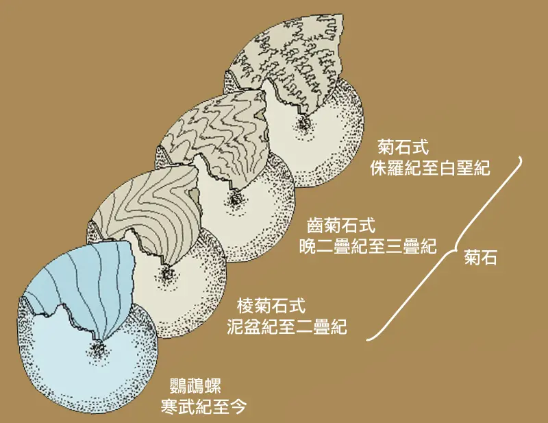 菊石的时代：满城尽带黄金甲｜古生物狂想曲