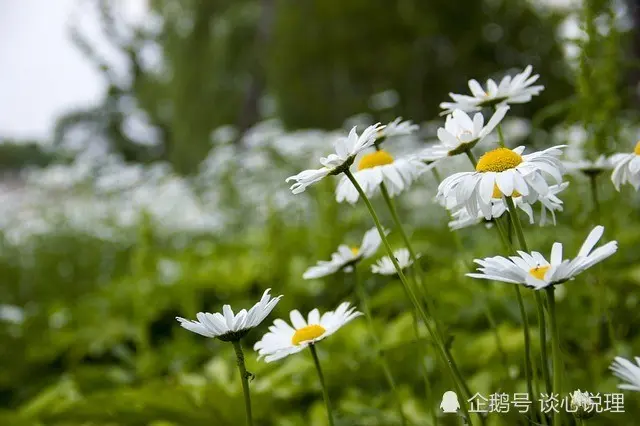 7月，守你白头，痴情不悔，3星座心被锁定，此生再无离愁