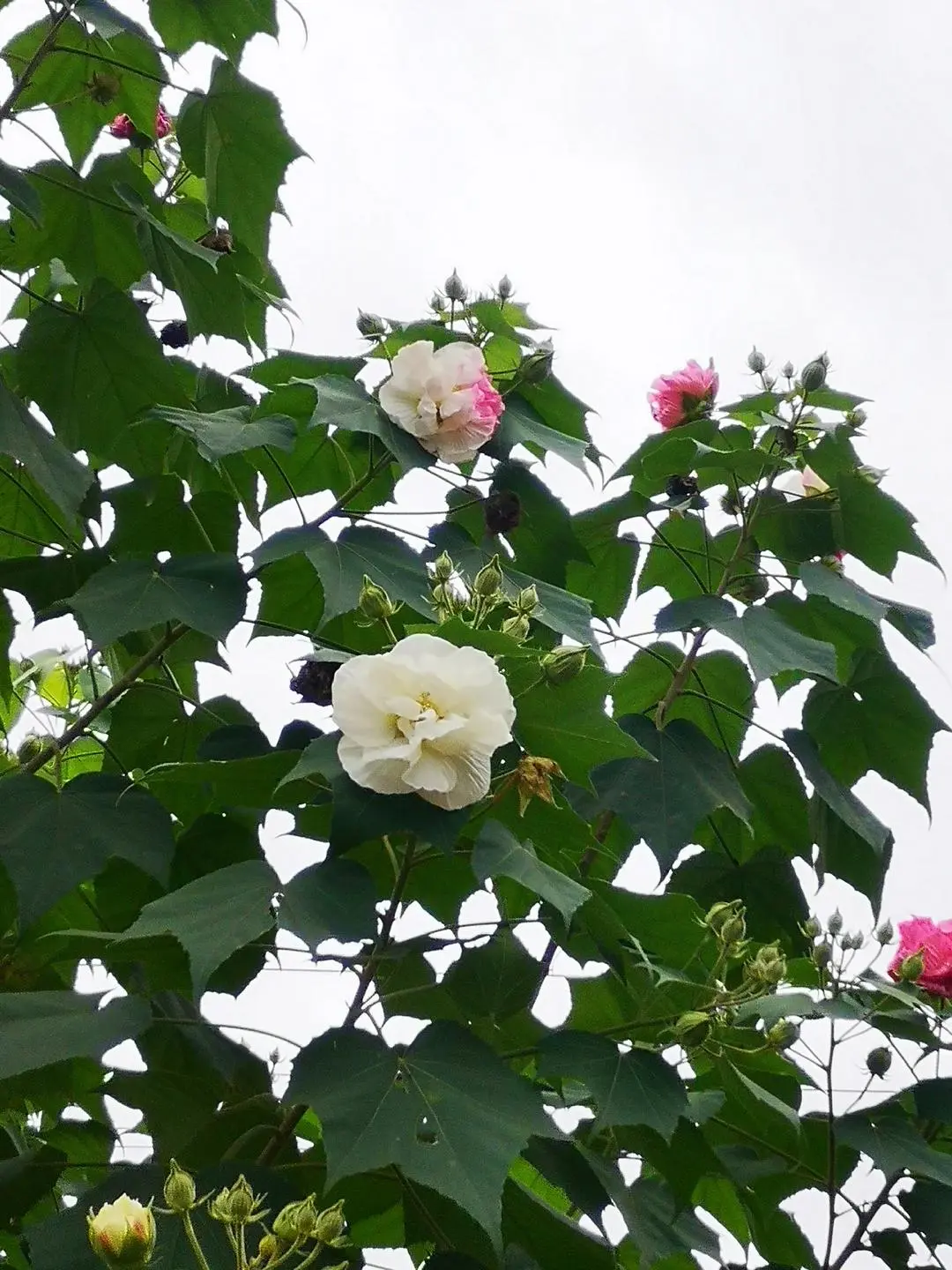 散文丨陈新颜：木芙蓉