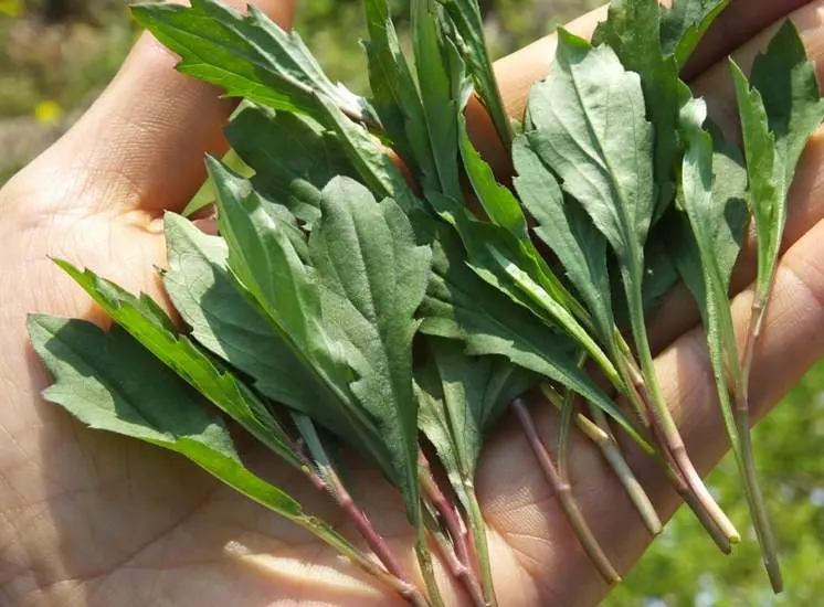 十日谈｜野菜