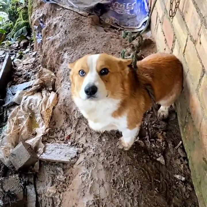 宠物版变形计，柯基犬走丢被带到山上守鸡，回家后秒变乖狗狗