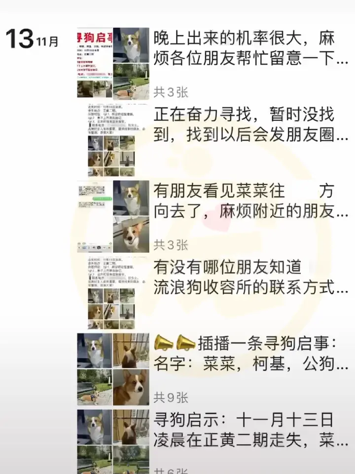 宠物版变形计，柯基犬走丢被带到山上守鸡，回家后秒变乖狗狗