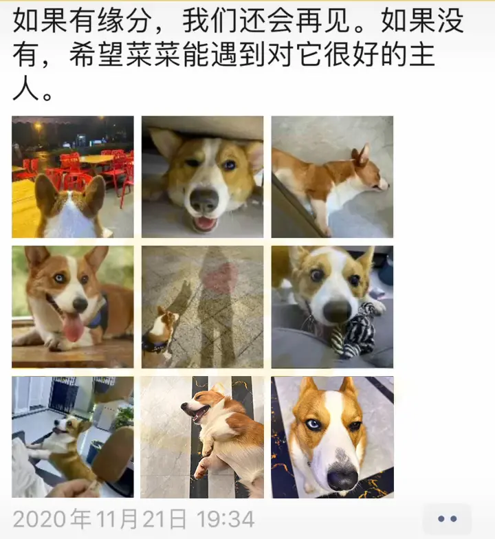 宠物版变形计，柯基犬走丢被带到山上守鸡，回家后秒变乖狗狗