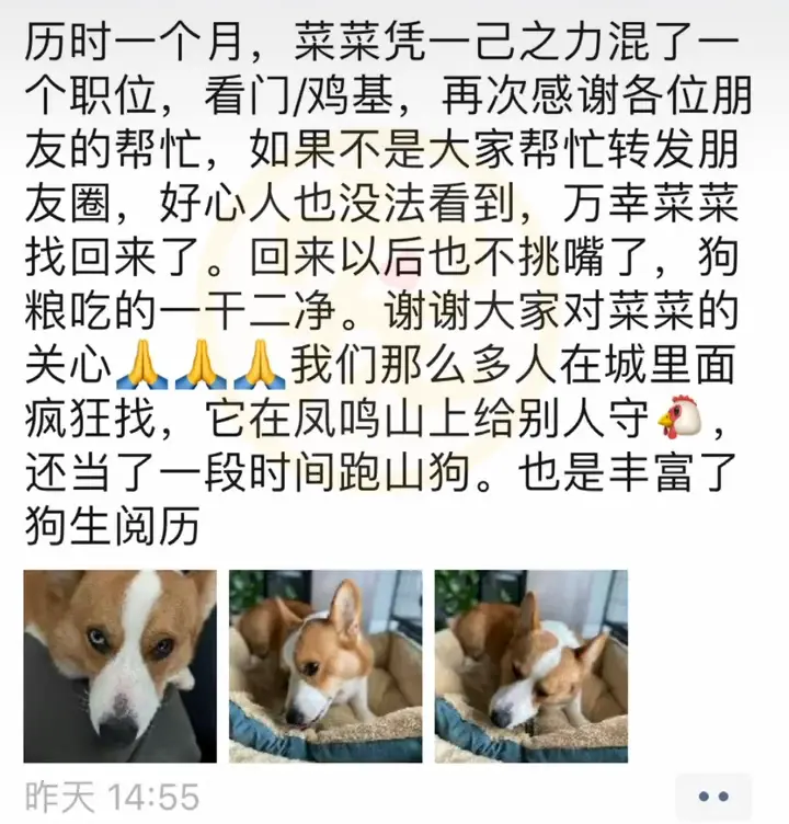 宠物版变形计，柯基犬走丢被带到山上守鸡，回家后秒变乖狗狗