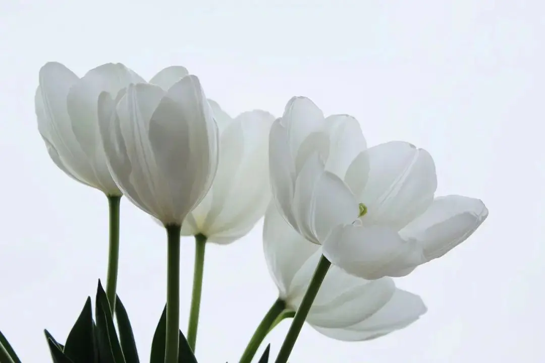 冬天不种花，春天徒悲伤