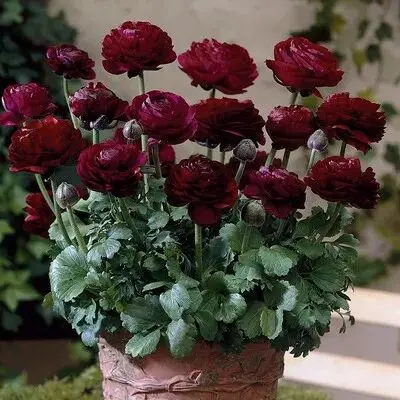 冬天不种花，春天徒悲伤