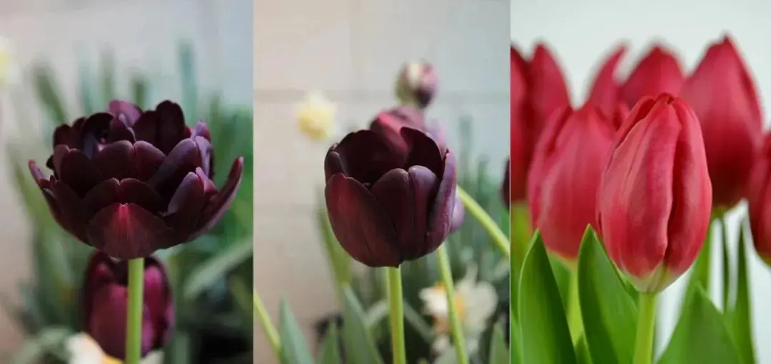 冬天不种花，春天徒悲伤