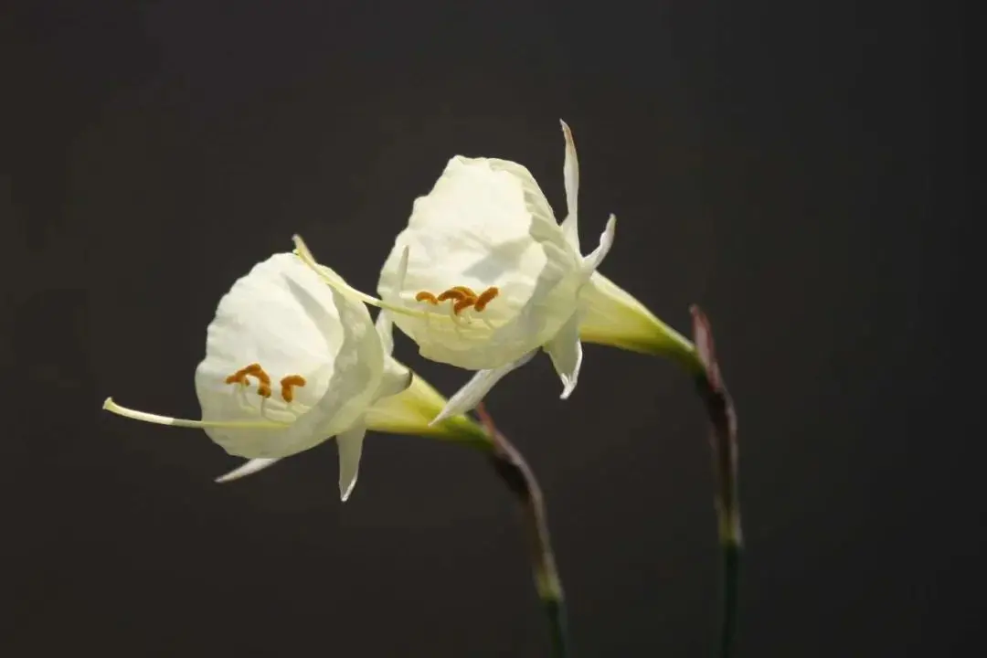 冬天不种花，春天徒悲伤