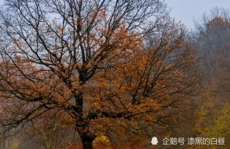 12月中旬开始，好运连连，横财满堂喜，迎接富贵的生肖