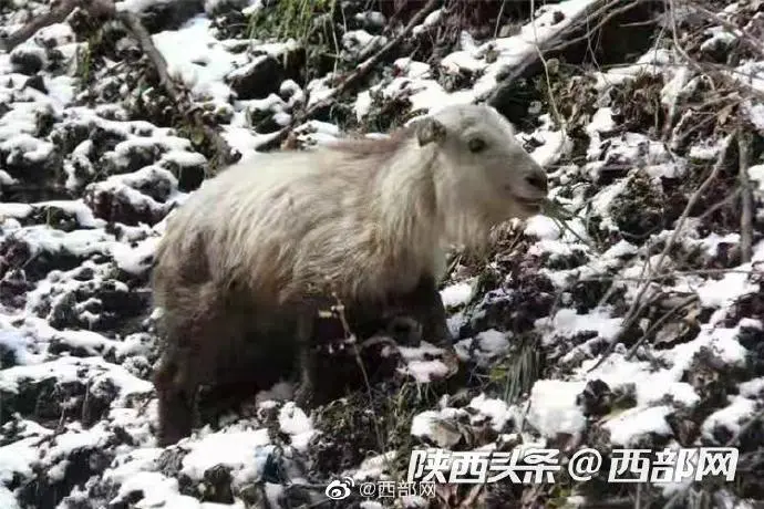 组团来了！多头成年羚牛集体下山觅食
