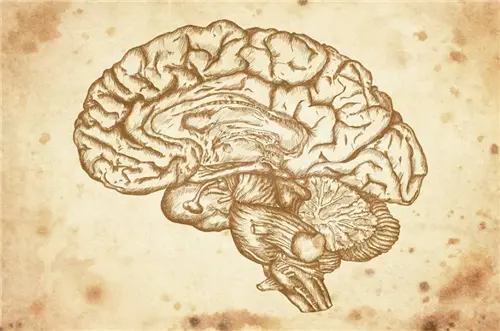 英国发现一颗2600年前的大脑，内部结构清晰，专家看后：它是活的