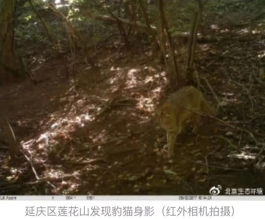 “北京生物图鉴”开始连载，北京还剩一种野生猫科动物