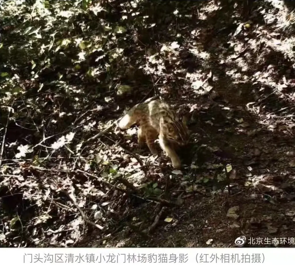 “北京生物图鉴”开始连载，北京还剩一种野生猫科动物