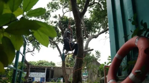 香港“树医生”李国文：治愈树，被树治愈