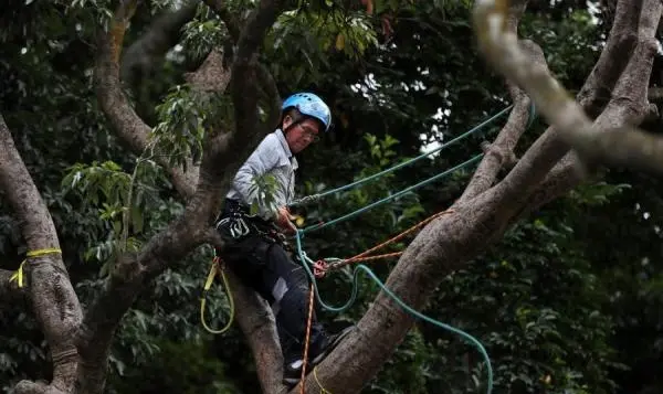 香港“树医生”李国文：治愈树，被树治愈