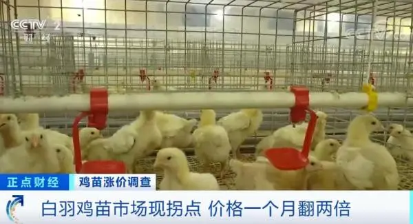 鸡苗价格一个月翻两倍！鸡肉会变贵吗？
