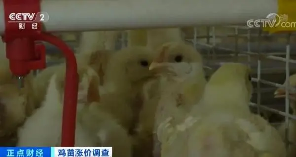 鸡苗价格一个月翻两倍！鸡肉会变贵吗？