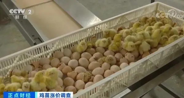 鸡苗价格一个月翻两倍！鸡肉会变贵吗？