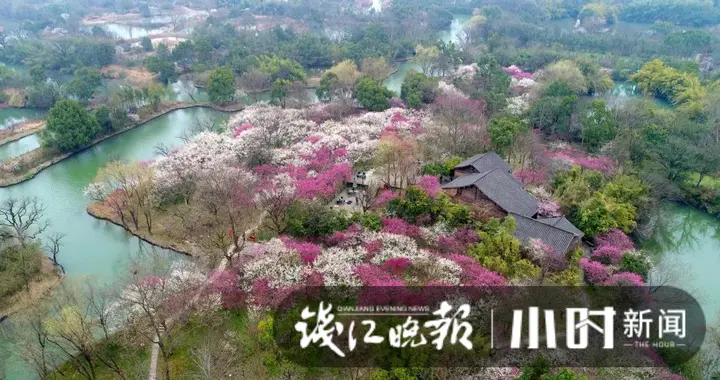 西溪的第一朵梅花开了，真的美！太子湾的樱花“嫉妒”了，也冒出几朵来争艳