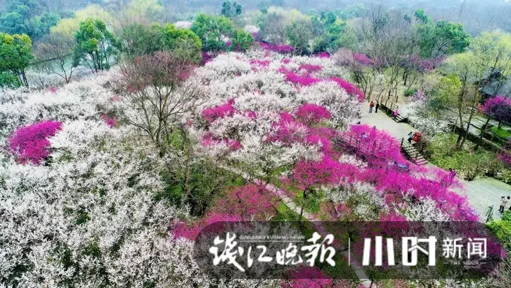 西溪的第一朵梅花开了，真的美！太子湾的樱花“嫉妒”了，也冒出几朵来争艳