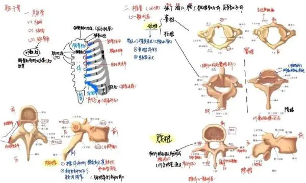 频频登上热搜的中南大学学霸笔记，到底是什么神仙存在？