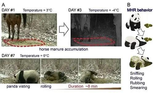 吃肉、滚马粪……你还是我们认识的大熊猫吗？