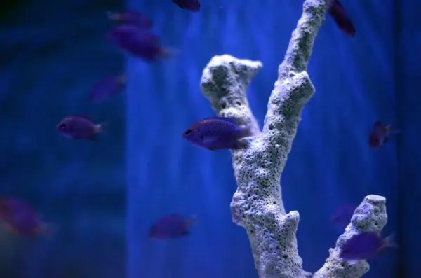 一种中美洲珊瑚礁鱼能“驯养”糠虾
