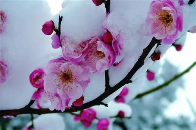 风雪梅花深情美句，十日恶风三尺雪，梅花谁与问平安？