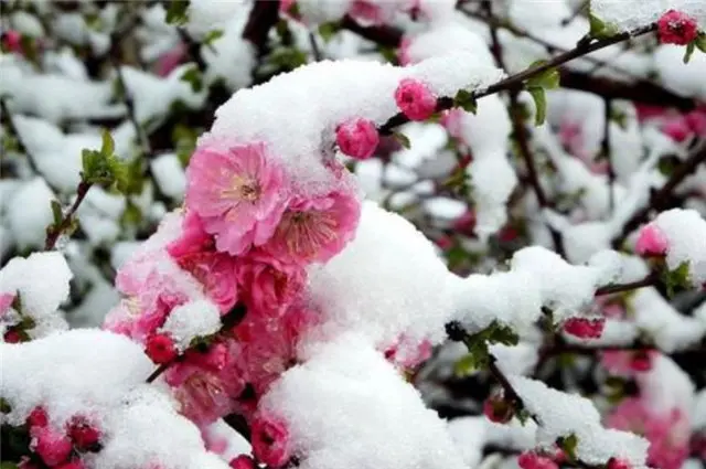 风雪梅花深情美句，十日恶风三尺雪，梅花谁与问平安？