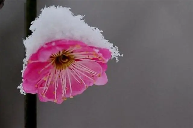 风雪梅花深情美句，十日恶风三尺雪，梅花谁与问平安？