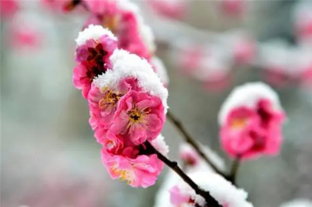 风雪梅花深情美句，十日恶风三尺雪，梅花谁与问平安？