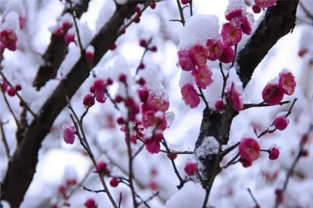 风雪梅花深情美句，十日恶风三尺雪，梅花谁与问平安？