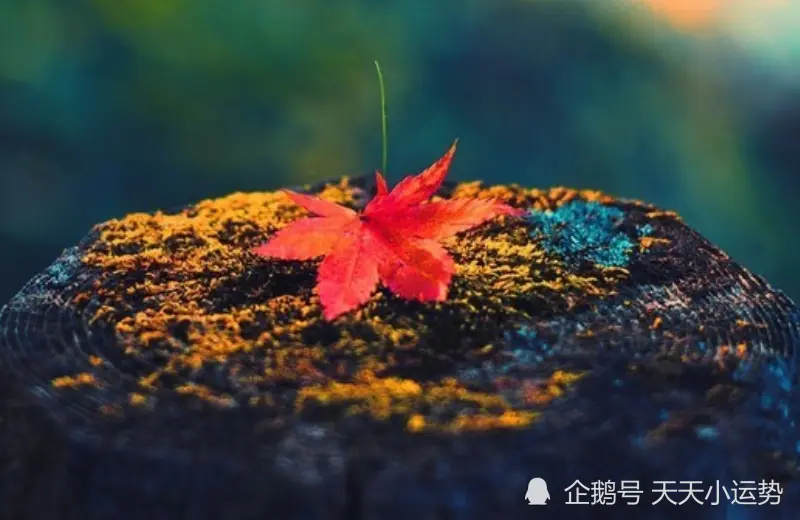 12月中旬开始，财运一飞冲天，运势红火，财富无忧的生肖