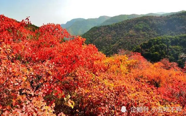 揭秘：1949年，主席险被香山老尼姑暗害，真实身份令人害怕