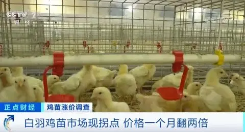 涨！涨！涨！一个月翻两倍
