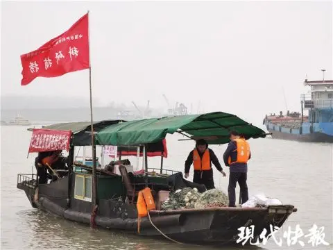 长江重现“神秘物种”鳤，长江所专家：种群数量正逐渐恢复