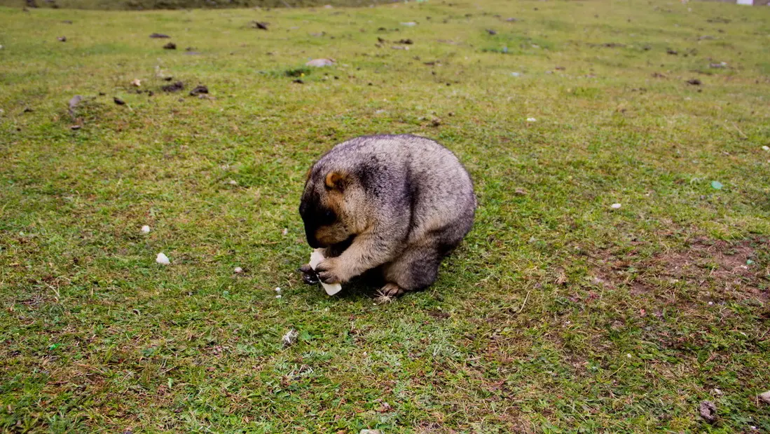 四川隐藏在大山之中的净土，完全未被开发，还能跟土拨鼠互动