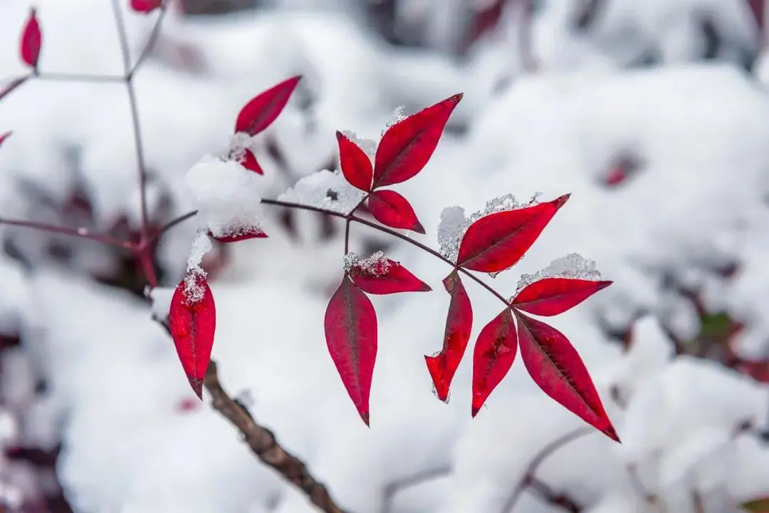 雪，亦是春色