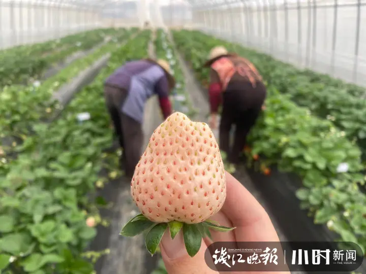 吃货之问有解！白草莓价格是红草莓的三倍，啥时候能吃上价格亲民的白草莓？