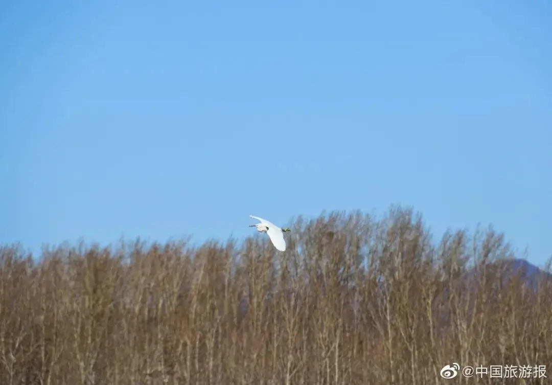 “中国最美”！这几个公园现在去正好！第一个就在南京