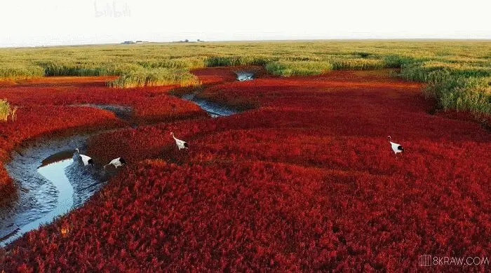 “中国最美”！这几个公园现在去正好！第一个就在南京