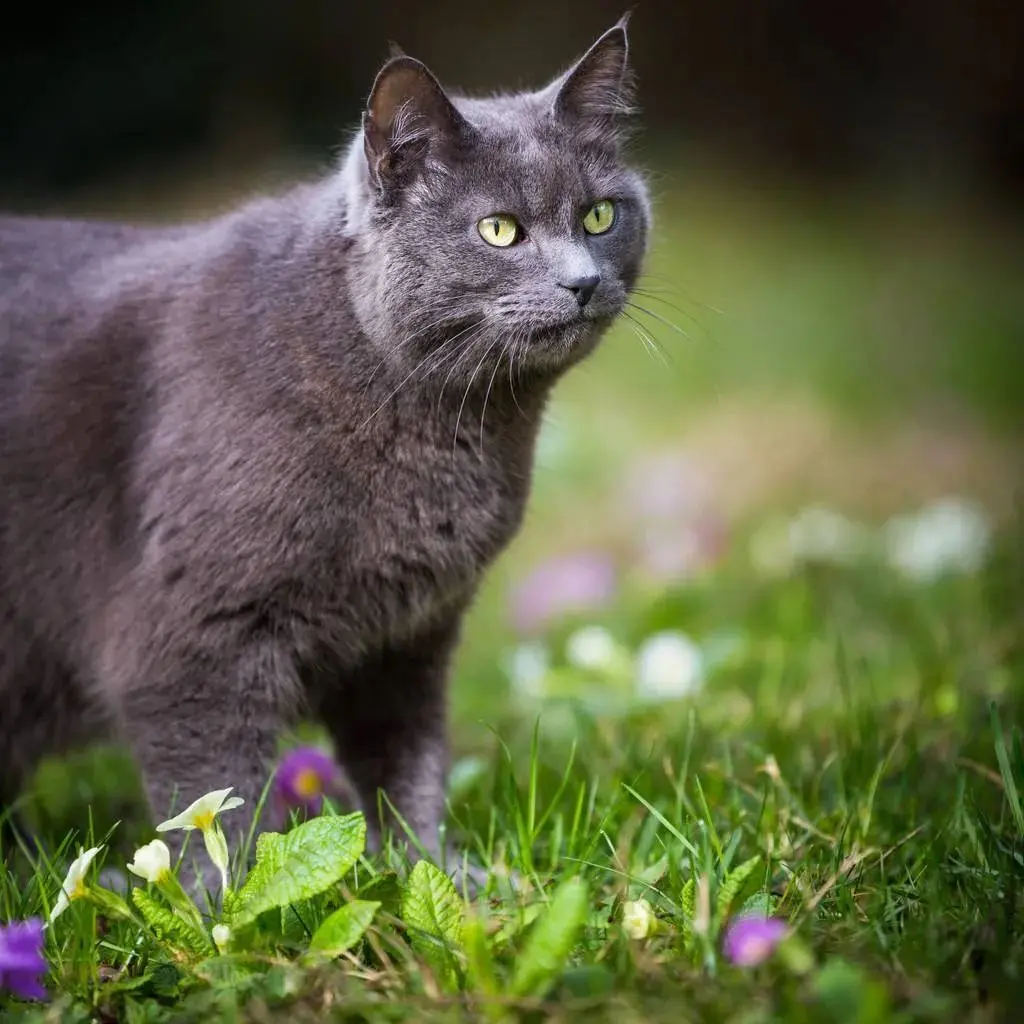 失踪数月的猫咪终于被找回，主人失声痛哭：我再也不会把你弄丢了