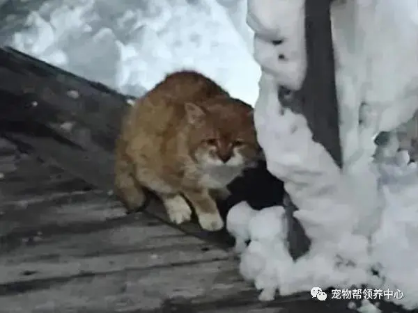 流浪猫死前执意要回到这所房子，背后故事让人泪目，幸好结局反转……