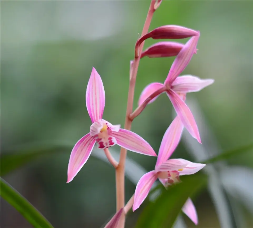 冬天养兰花，要正确浇水，小心伤了“根本”，花期不开花