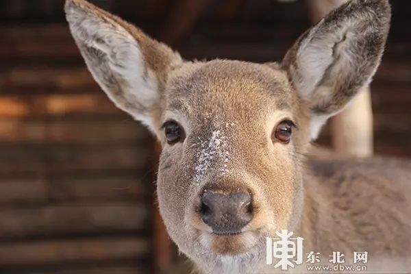 原汁原味原生态 威虎山雪村盛装开园