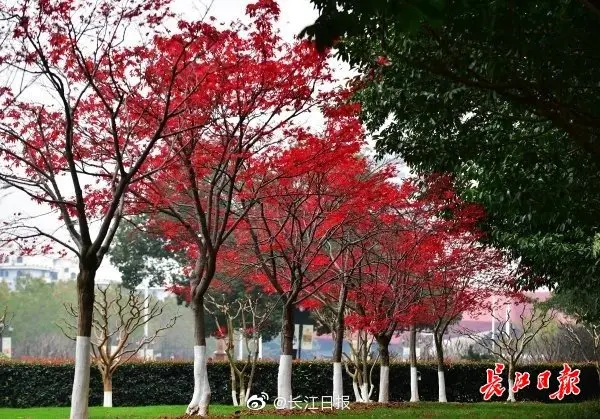 一树银杏铺地黄，一树红枫带红妆