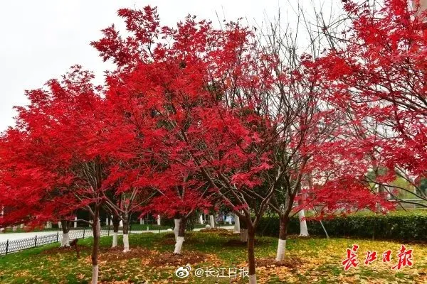 一树银杏铺地黄，一树红枫带红妆