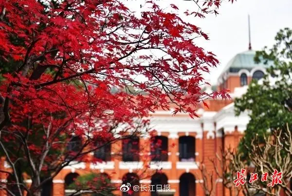 一树银杏铺地黄，一树红枫带红妆